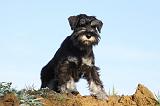 SCHNAUZER NAIN 029